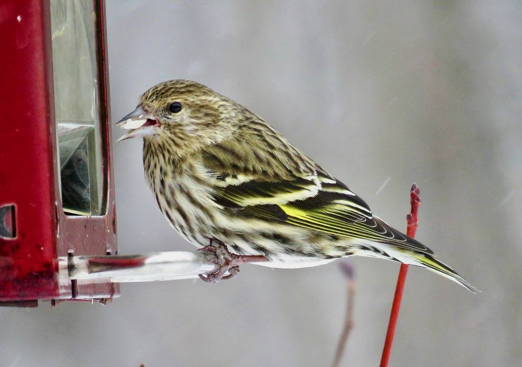Pine Siskin in Minnesota by U.S. Fish and Wildlife Service - Midwest Region is licensed under CC BY 2.0.